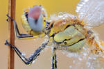 red veined darter by MartinAmm
