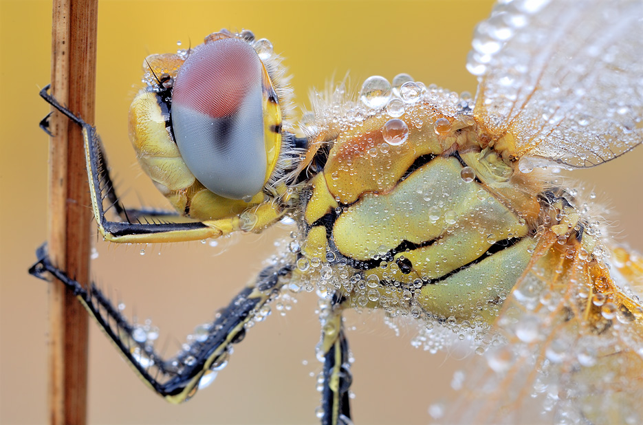 red veined darter