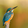 female Kingfisher