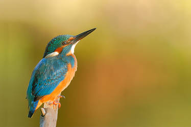 female Kingfisher