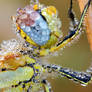 red veined darter II