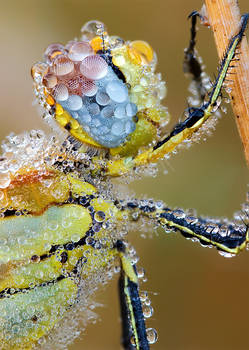 red veined darter II