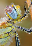 red veined darter II by MartinAmm