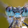 emerald damselfly portrait