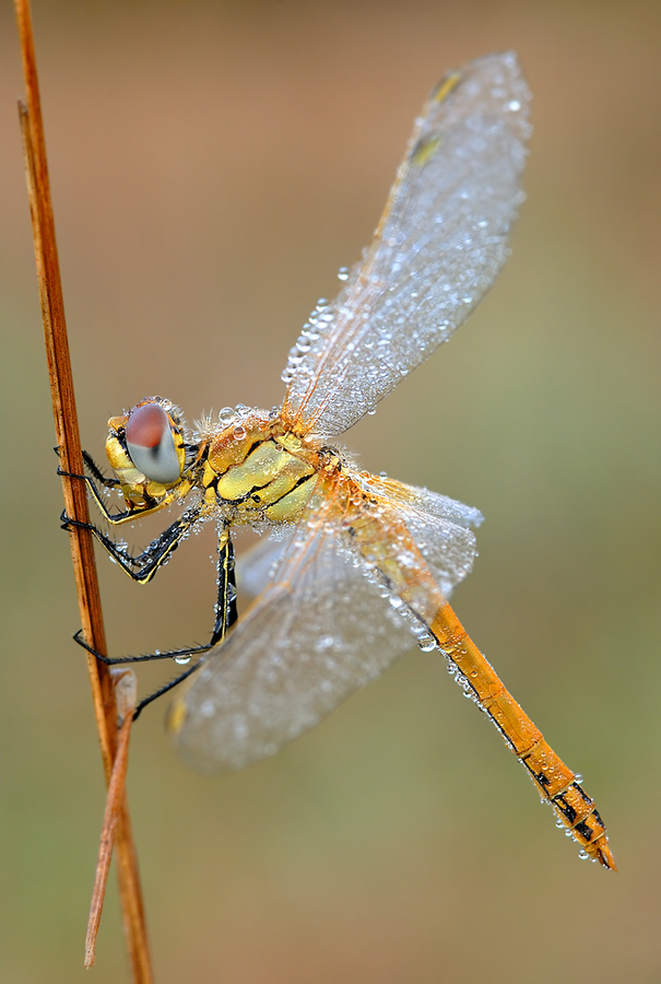 red veined darter - full view