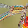 emerald damselfly