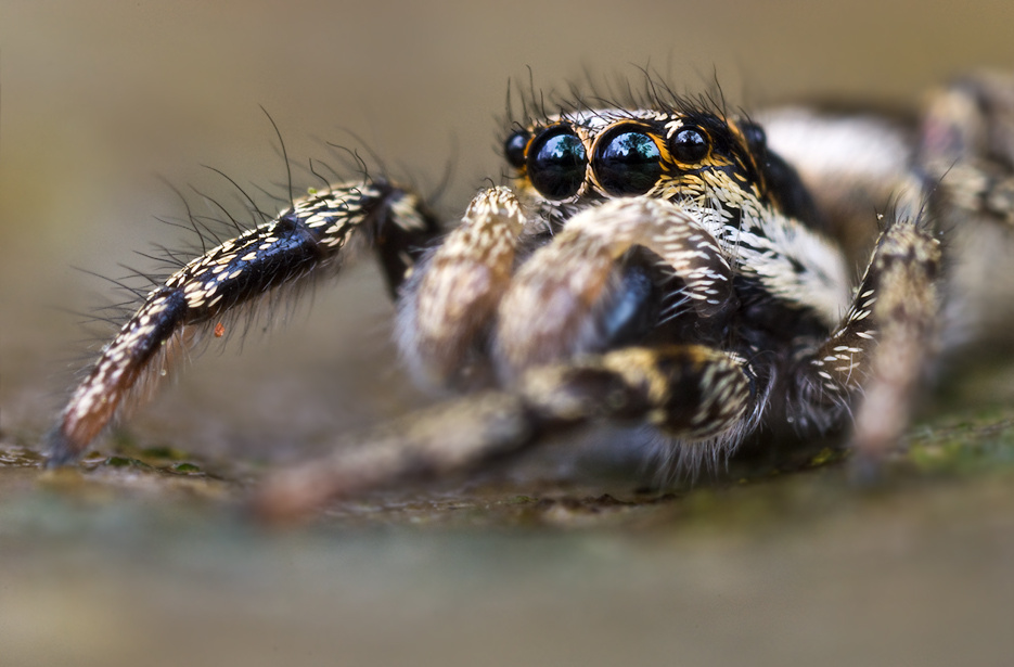 jumping spider