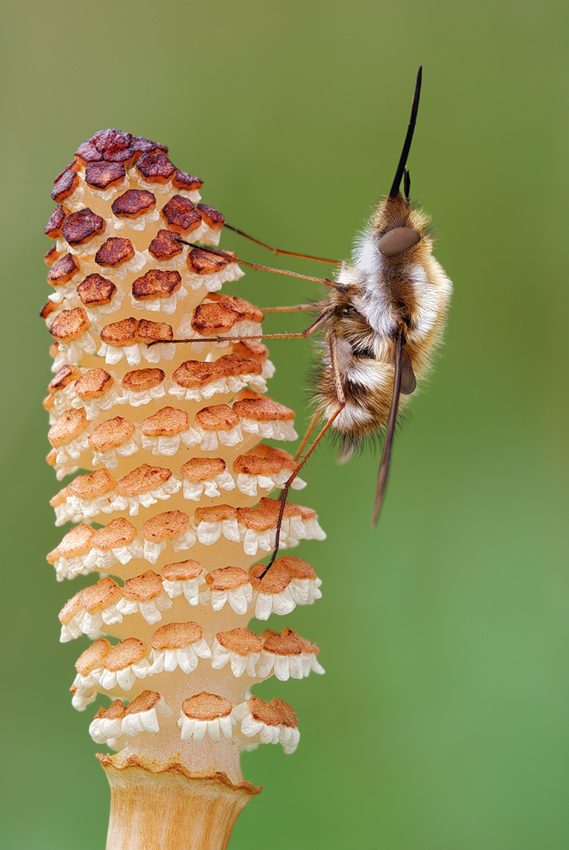 bombylius major