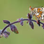 heath fritillary