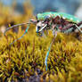 tiger beetle