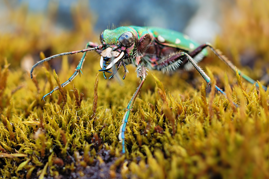 tiger beetle