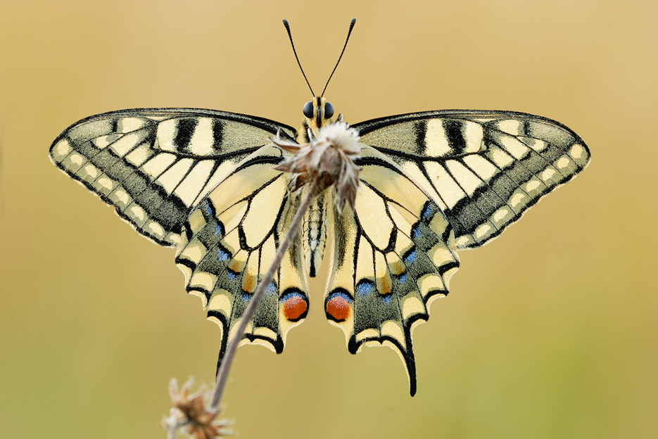 papilio machaon