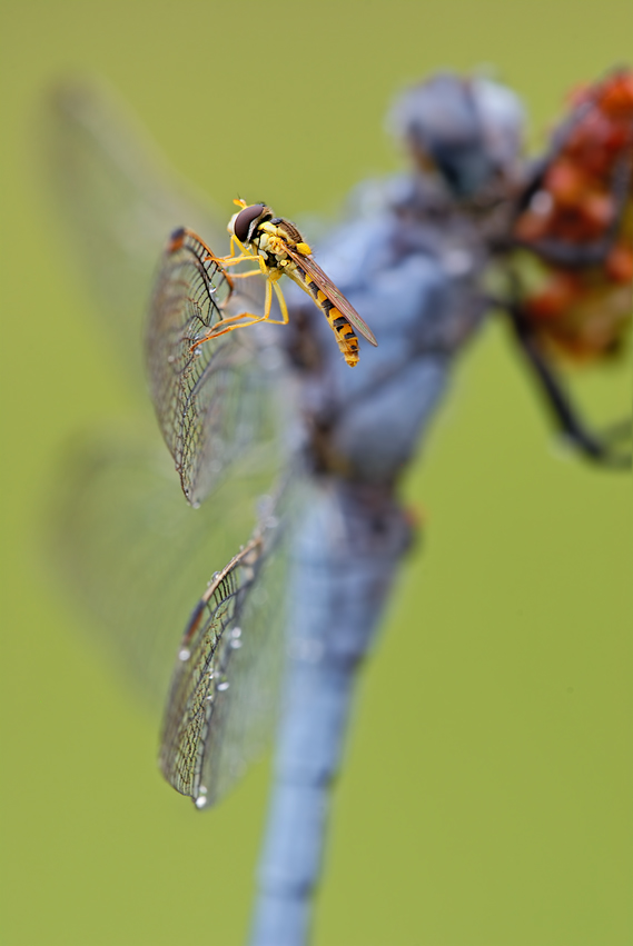 hitchhiker