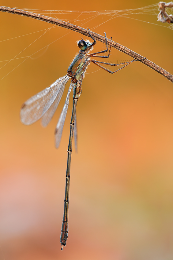 green emerald damselfly