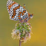 Glanville Fritillary