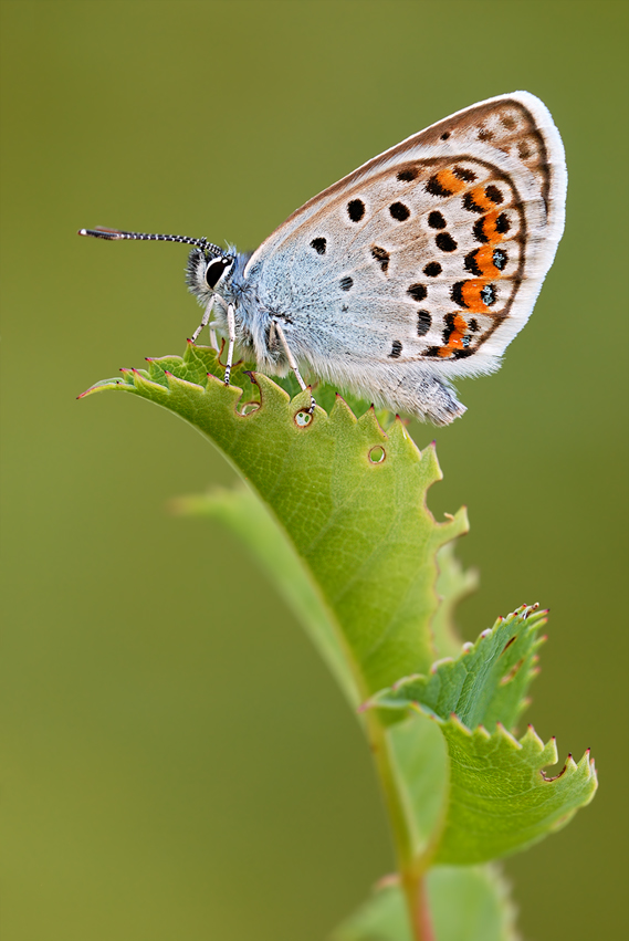 Male Plebeius argus