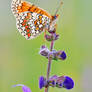 melitaea phoebe