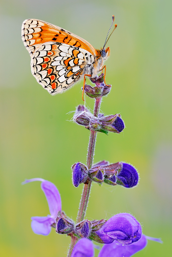 melitaea phoebe