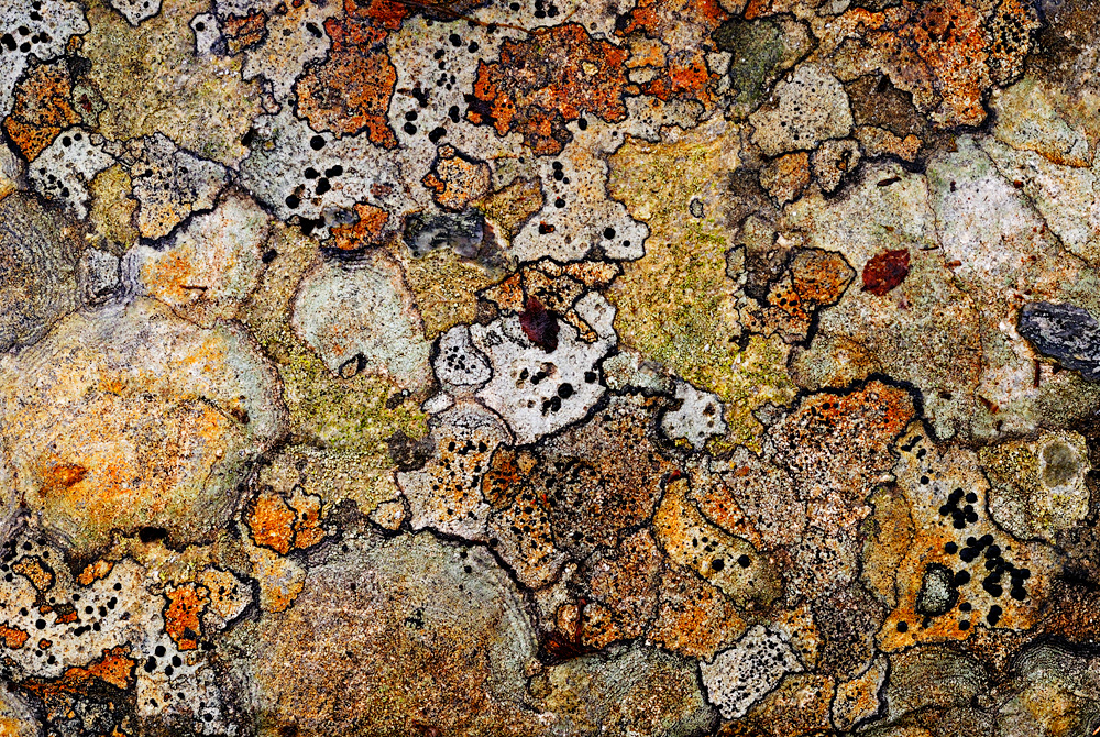 lichen