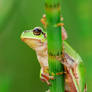 tree frog