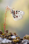 Parnassius apollo by MartinAmm