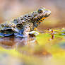 yellow-bellied toad