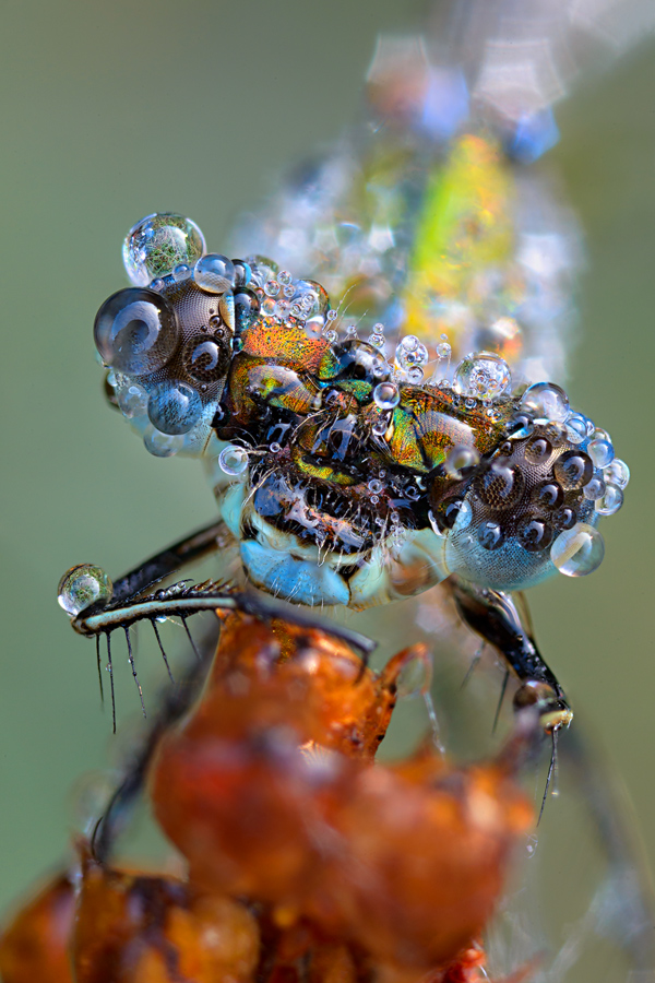 drops drops drops by MartinAmm