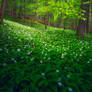 RAMSON FOREST