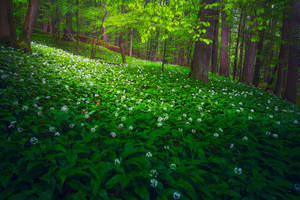 RAMSON FOREST