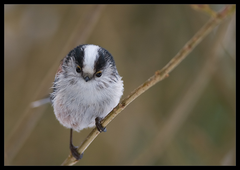 long tailed tit