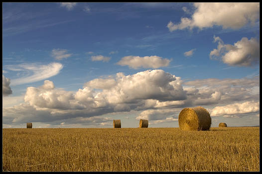 golden field