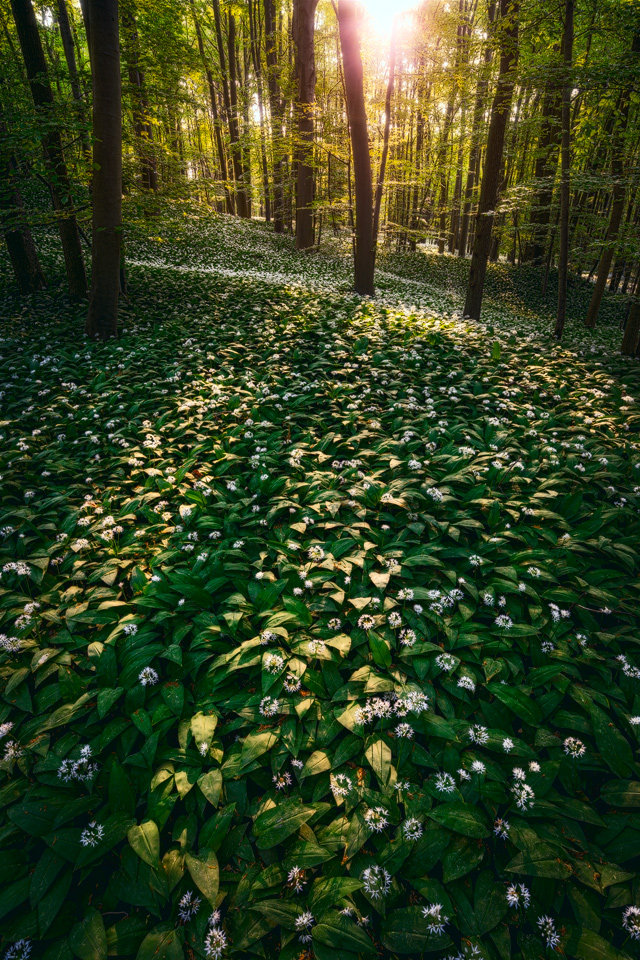 ramson blossom