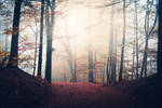mystic forest by MartinAmm