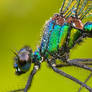 banded demoiselle