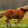 Haflinger for xDDeveny