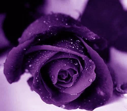 Purple Rose with Drops