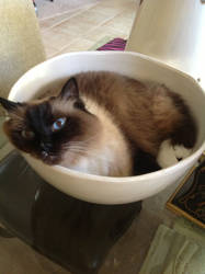 My cat Meko in a bowl