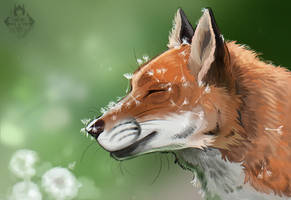 Study