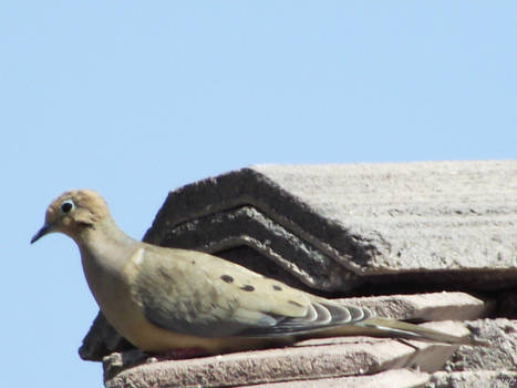 pigeon on the roof