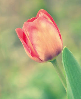 tulips in sunlight