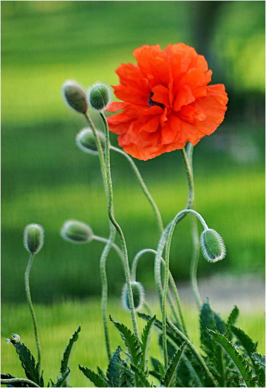 Poppy