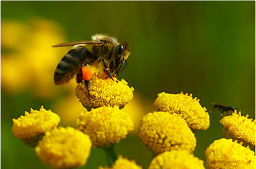 detail on insect flower