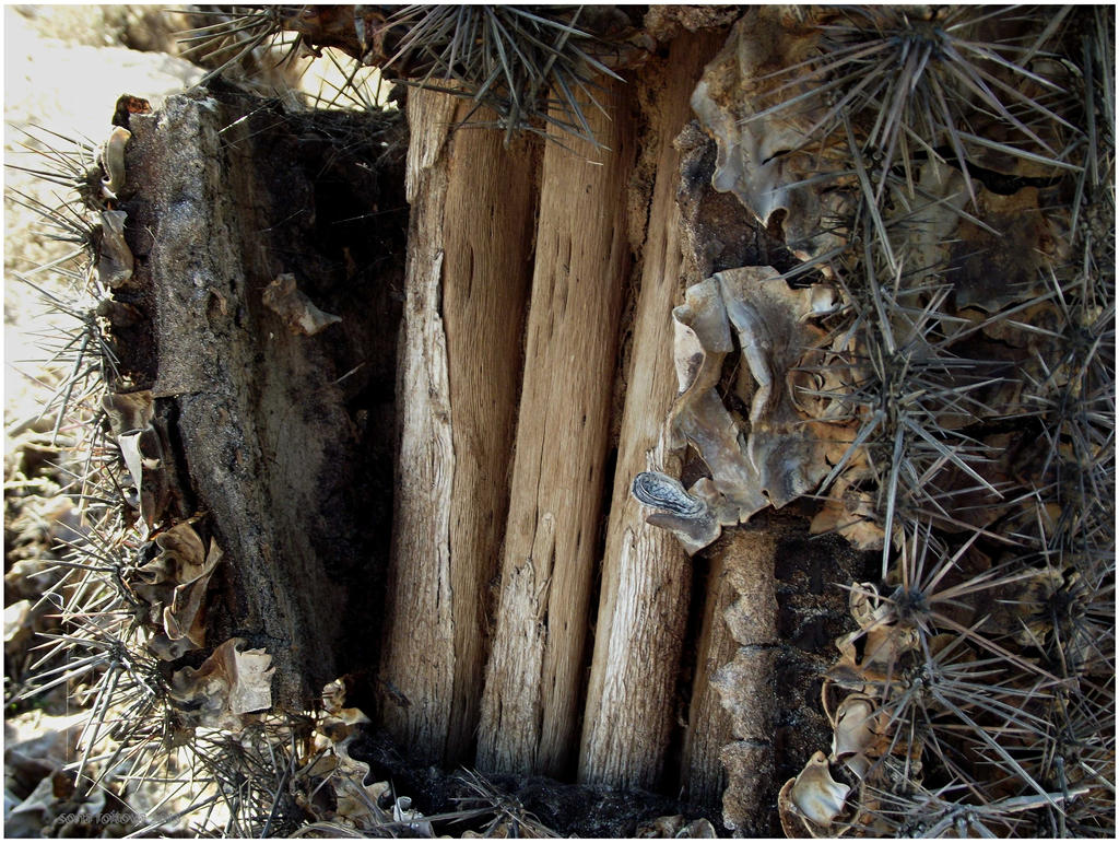 interior cactus by sonafoitova on DeviantArt