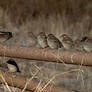bunch of sparrows