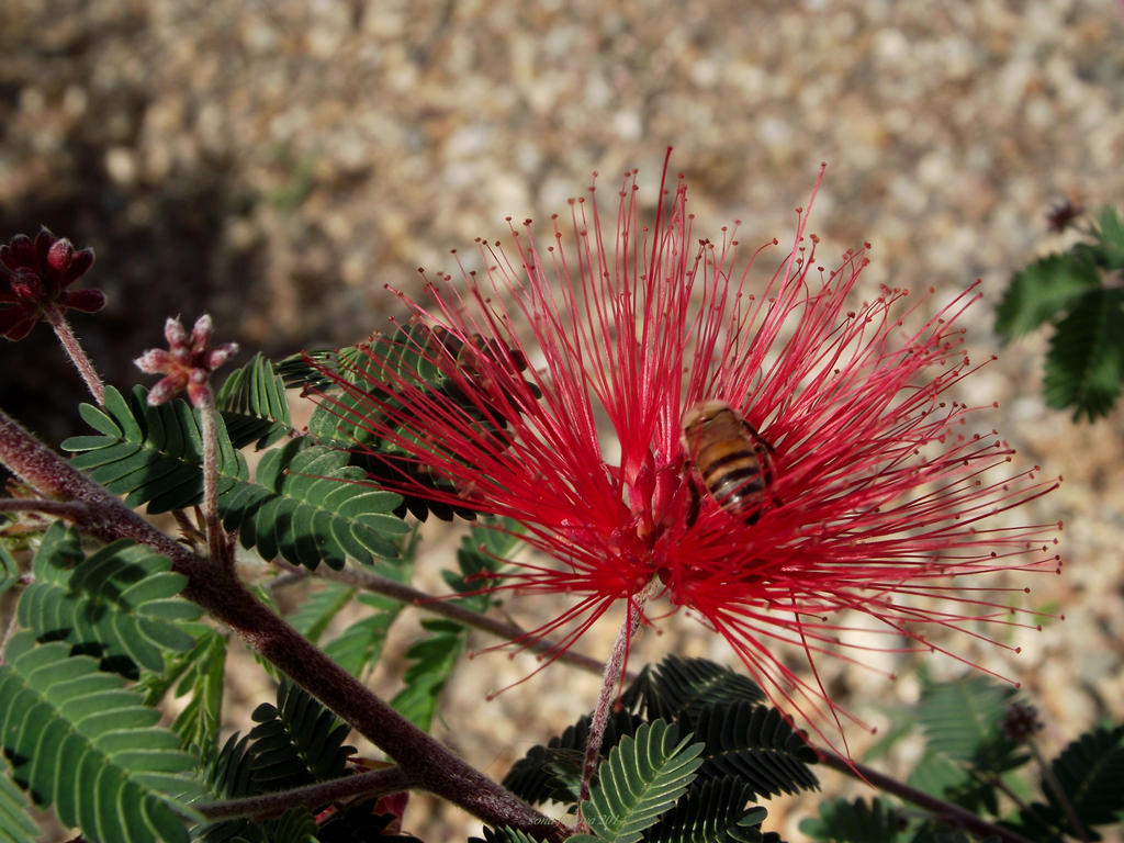 Flower and bee