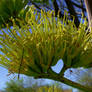 cactus flower-detail-serial 3