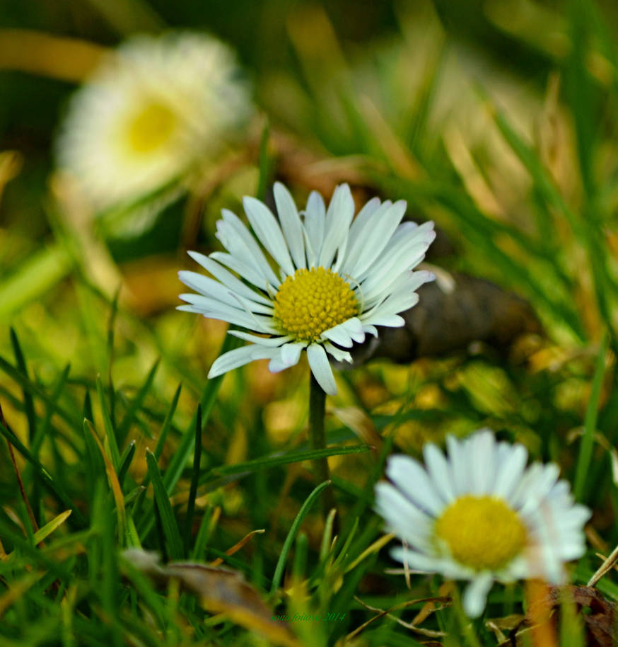 Spring flowers-second serie-3 by sonafoitova