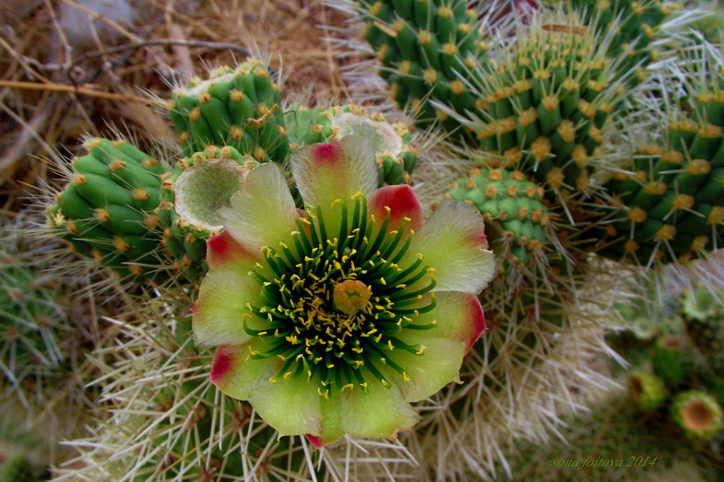 cactus flower-serial 2/6