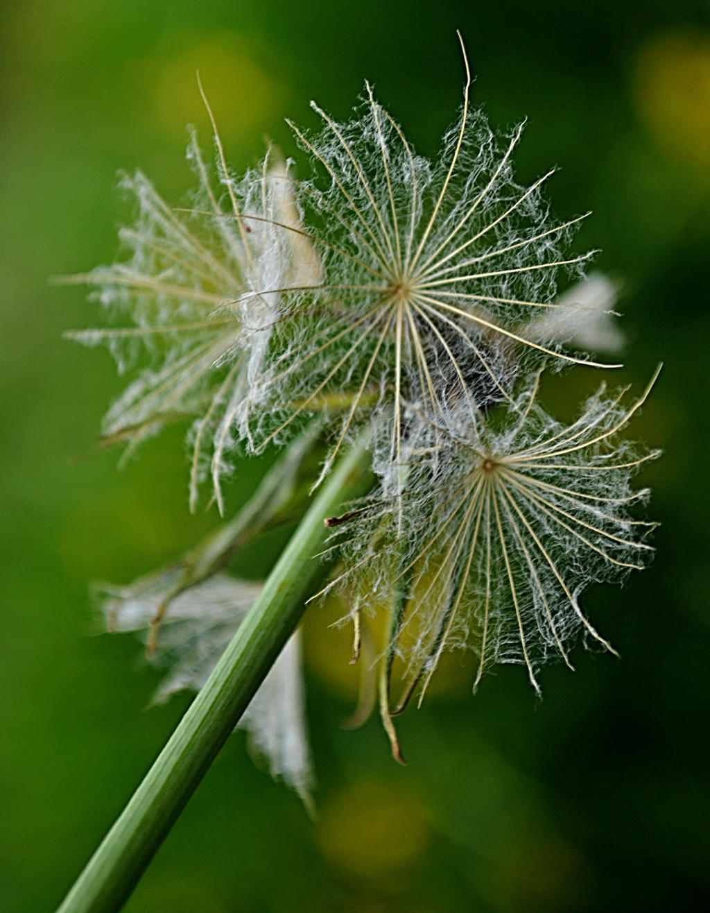 after flowering 1