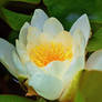 waterlily